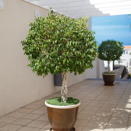 Olivos 3* אדחה