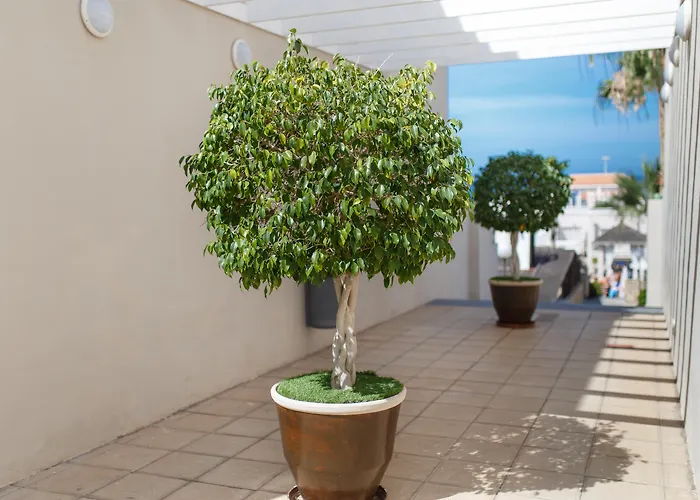 Olivos 3* Costa Adeje (Tenerife)